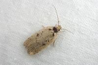 Agonopterix scopariella