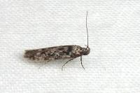 Carpatolechia decorella