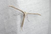 Emmelina monodactyla