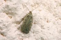 Agonopterix yeatiana