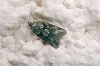 Cnephasia