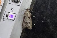 Cnephasia