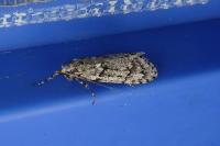 Diurnea fagella