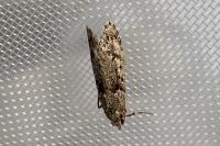 Diurnea fagella