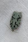 Acleris literana