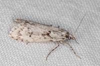 Diurnea fagella
