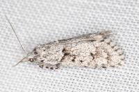 Diurnea fagella