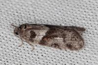 Tortricodes alternella