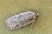 Agonopterix heracliana