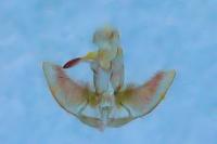 Agonopterix heracliana