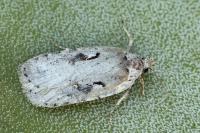 Agonopterix ocellana