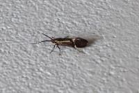 Esperia sulphurella