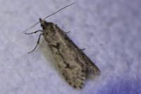 Diurnea fagella