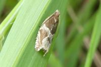 Ancylis comptana