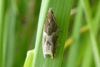 Ancylis comptana