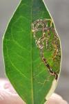 Bucculatrix alaternella