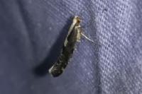 Argyresthia conjugella