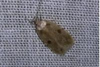 Agonopterix