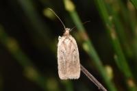 Agonopterix scopariella