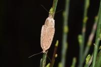 Agonopterix scopariella