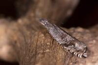 Ancylis unguicella