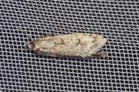 Diurnea fagella