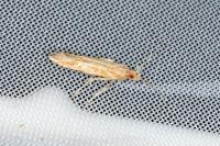 Pyroderces argyrogrammos