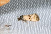Cochylichroa atricapitana