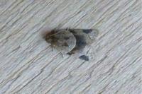 Clepsis peritana