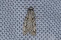 Diurnea fagella