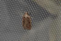 Agonopterix ciliella/heracliana