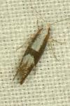 Argyresthia spinosella
