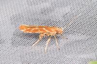 Pyroderces argyrogrammos