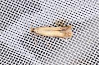 Coptotriche marginea