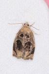 Archips crataegana