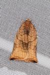 Archips podana