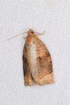 Archips rosana