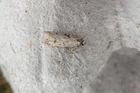 Diurnea fagella