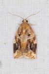 Archips xylosteana