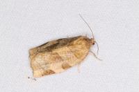 Choristoneura hebenstreitella