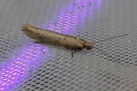 Ypsolopha ustella