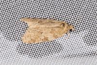 Cnephasia incertana