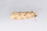 Cnephasia stephensiana