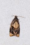 Ditula angustiorana