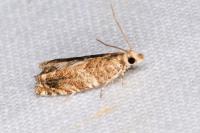 Epinotia abbreviana