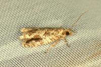 Epinotia signatana