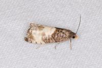 Notocelia cynosbatella