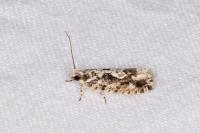 Zeiraphera isertana