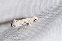 Paraswammerdamia albicapitella