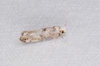 Paraswammerdamia